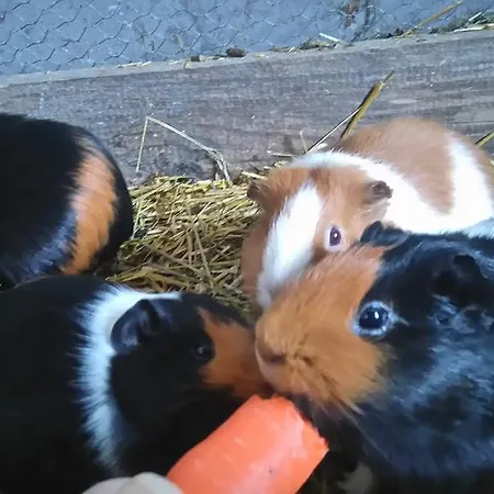 Фермерский дом Breitenbaumer Шпиталь-ам-Пихрн