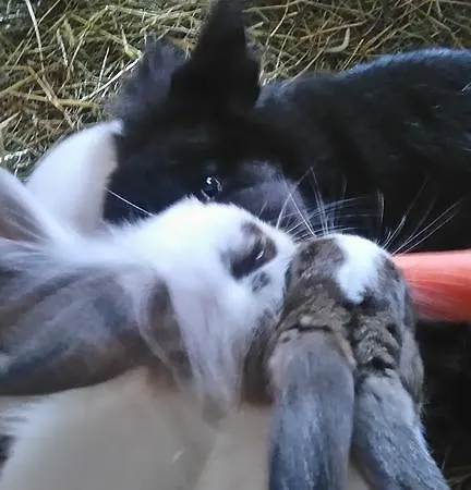 Feriegård Breitenbaumer Spital Am Pyhrn