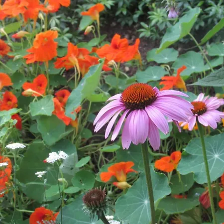 Breitenbaumer Фермерский дом