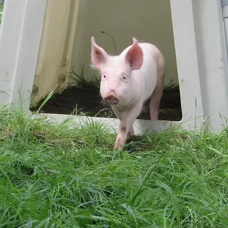 Фермерский дом Breitenbaumer