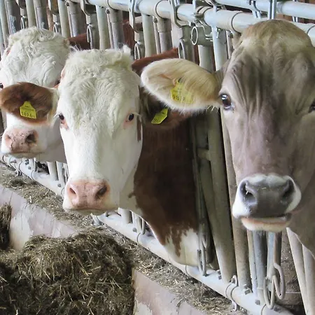 Breitenbaumer * Spital Am Pyhrn