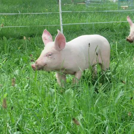 Breitenbaumer Feriegård Spital Am Pyhrn