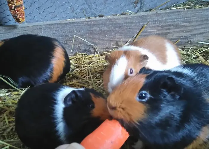 Çiftlik konaklama Breitenbaumer Spital Am Pyhrn