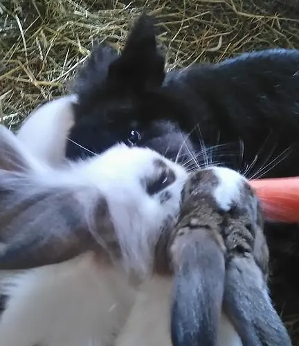 בית חווה Breitenbaumer ספיטל אם פיהרן