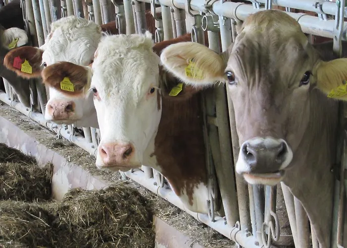 Breitenbaumer * ספיטל אם פיהרן