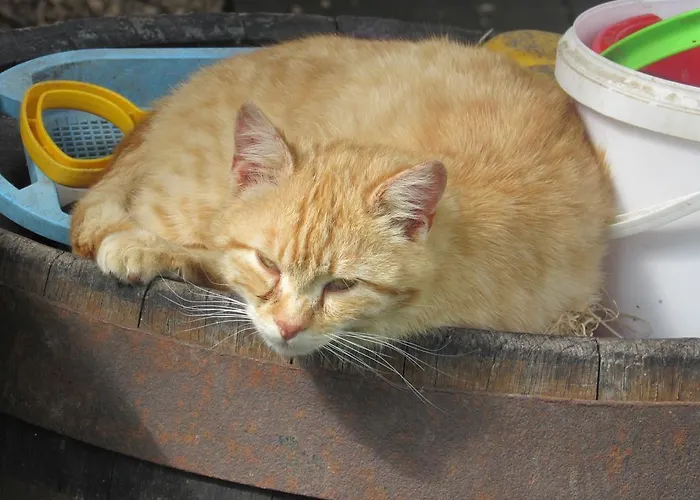 בית חווה Breitenbaumer *