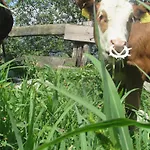 Breitenbaumer Séjour à la ferme *