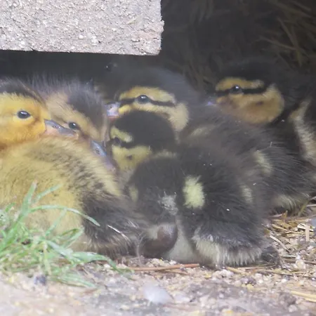 Breitenbaumer Spital Am Pyhrn