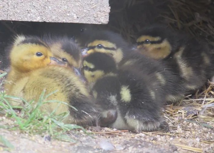 Breitenbaumer 스피탈 암 피른